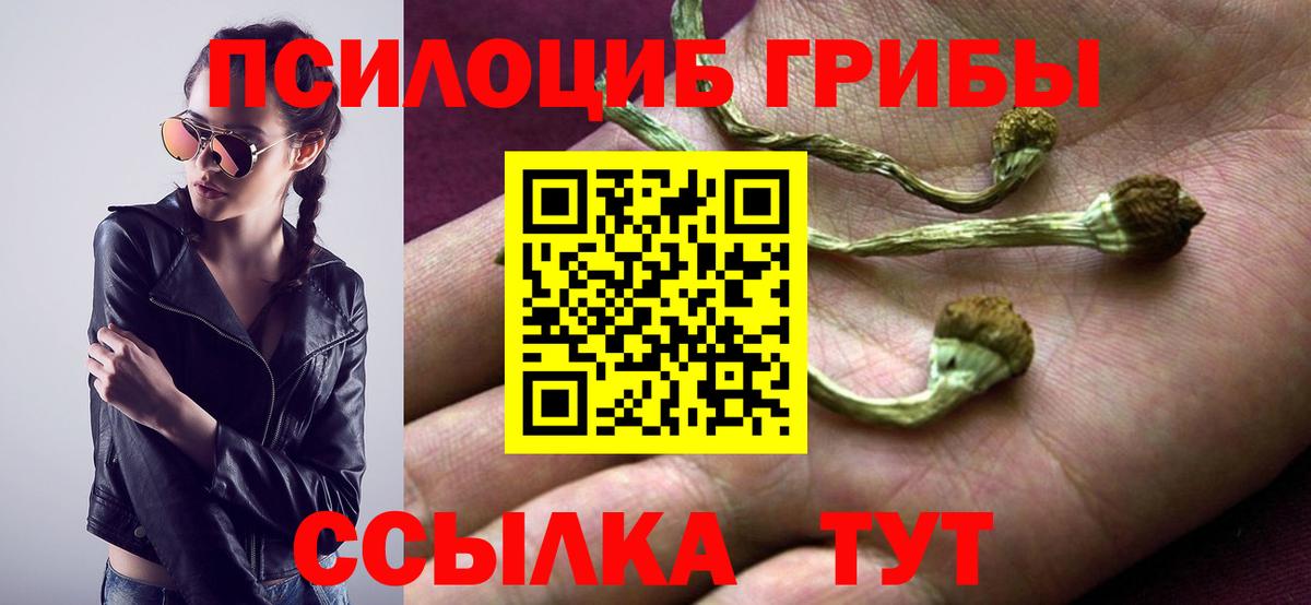 Псилоцибиновые грибы Cubensis Москва